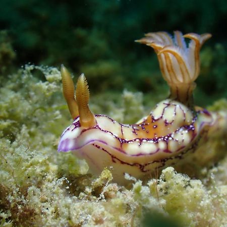Amila Dive Beach Resort Sipalay Eksteriør bilde