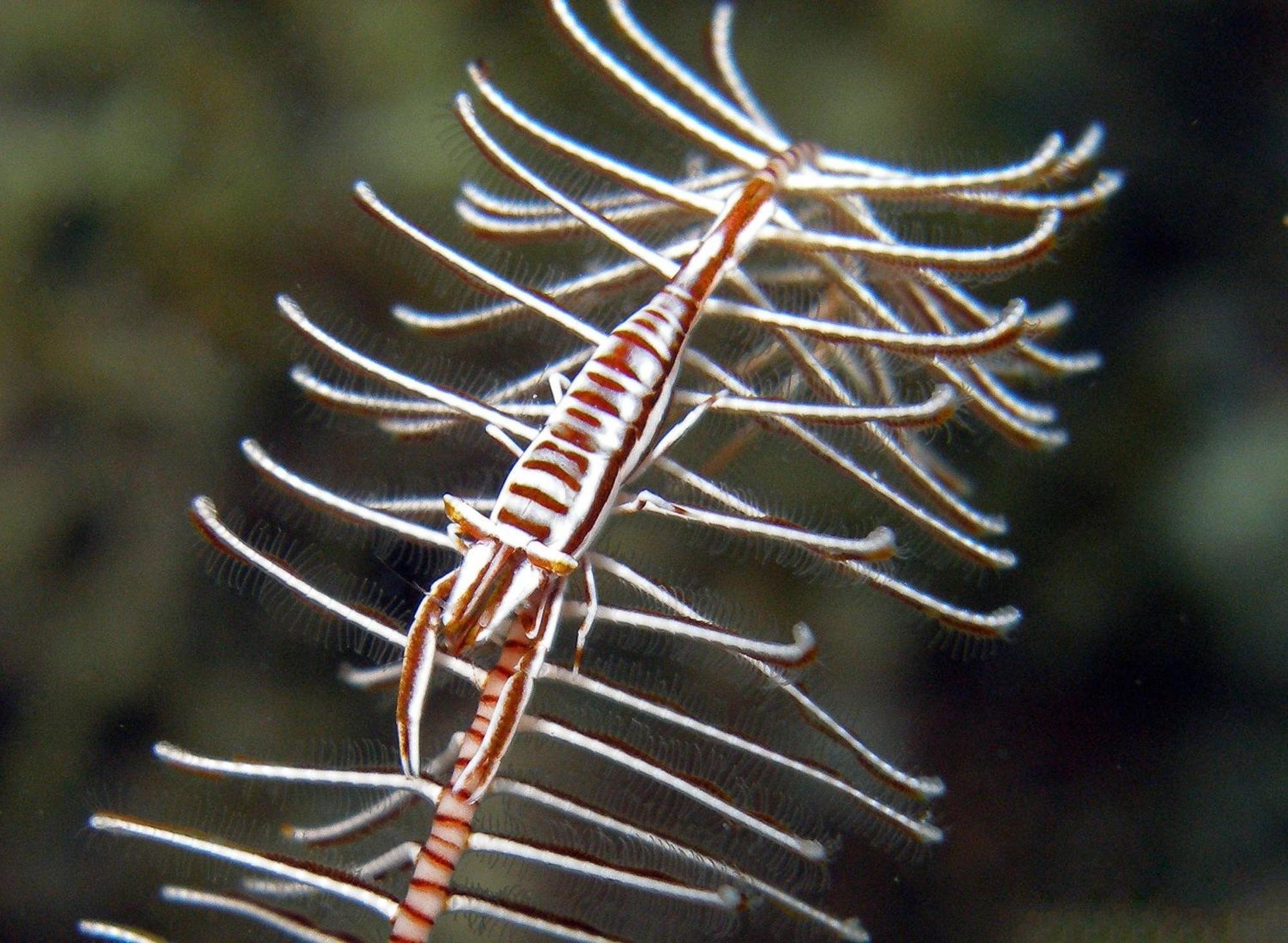 Amila Dive Beach Resort Sipalay Eksteriør bilde