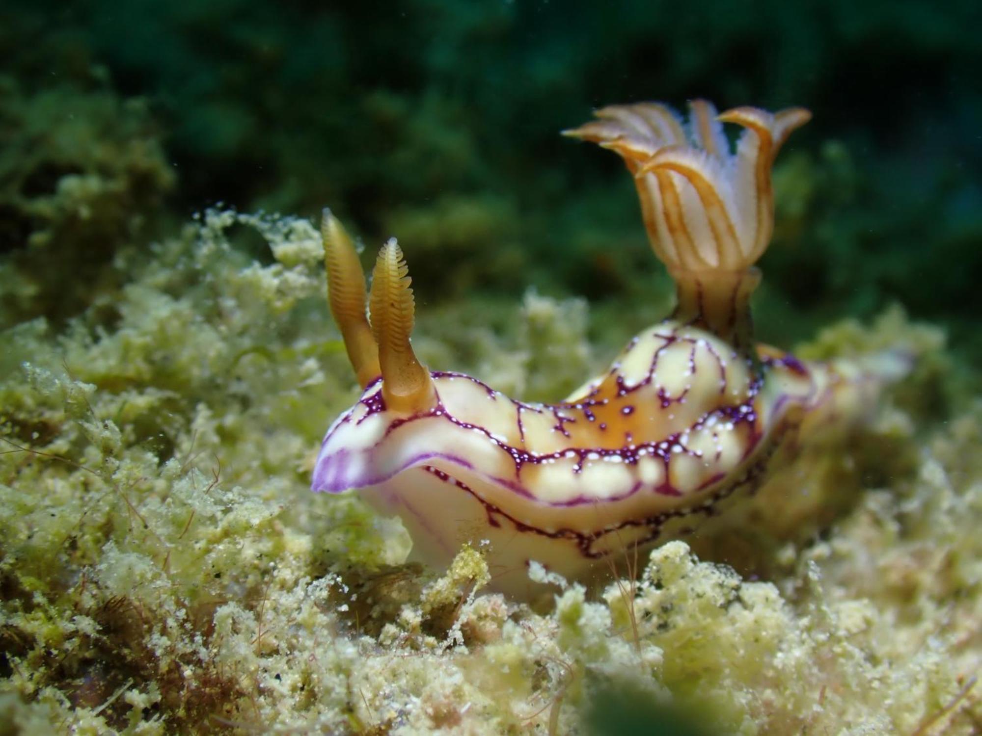 Amila Dive Beach Resort Sipalay Eksteriør bilde